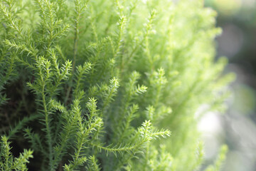 beautiful green background. cypress green. cypress blurry background.coniferous plant close up.green background.Cupressus. leaves bush background.leaves background. close up view natural green leaves.