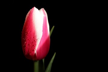 red tulip on black background