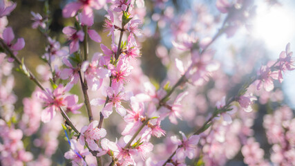 Closeup view photography of beautiful pink spring blossom flowers of blooming trees. Natural sunny blurred springtime garden photo background