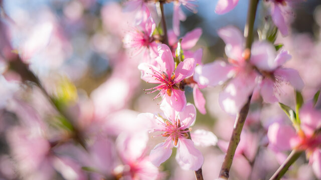 Closeup view photography of beautiful pink spring blossom flowers of blooming trees. Natural sunny blurred springtime garden photo background