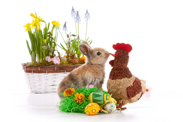 Cute dwarf rabbit with Easter motif on a white background.