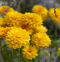 Orange Tagetes flowers close up in organic garden. Many-petalled flowers with various shades of yellow, orange, bronze and red appear in every imaginable combination. Blurred background.