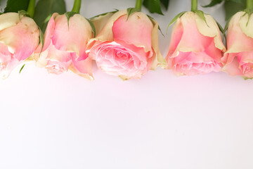 Beautiful freshly cut roses of delicate pink color on a white background. Place for the inscription