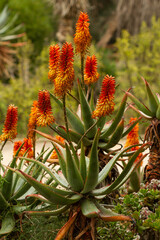 Vertical shot of blooming Bitter aloe plants