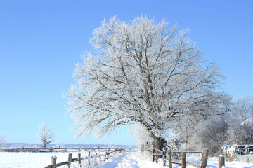 Gefrorener Baum im verschneiten Winter