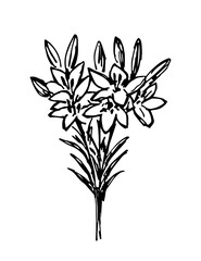 Simple hand-drawn vector ink sketch. Bouquet of garden summer flowers lily isolated on white background. For postcard prints, holiday.