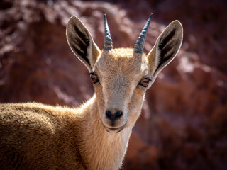 Isolated close up portrait of a young  mountain goat in the wild- Southern Israel