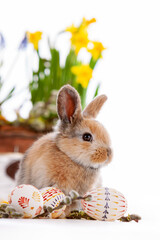 Cute dwarf rabbit with Easter motif on a white background.