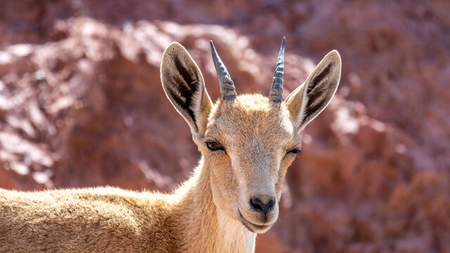 Isolated close up portrait of a young  mountain goat in the wild- Southern Israel