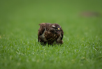 Bussard auf Wurmjagd / Buzzard