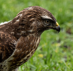 Bussard / Buzzard