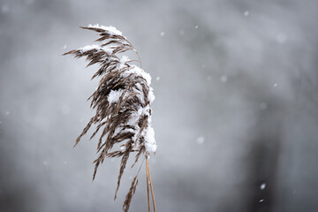 Schilf im Schnee
