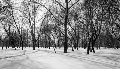 Winter forest landscape, monochrome photo.