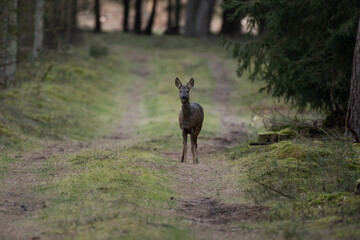 Deer in Forest / Reh im Wald