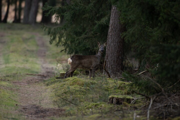 Deer In Forest / Reh im Wald
