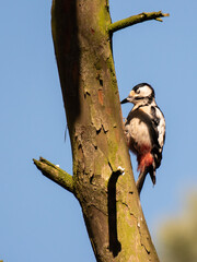 Specht am Baum / woodpecker