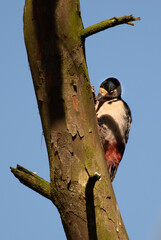Specht bei der Arbeit / Woodpecker