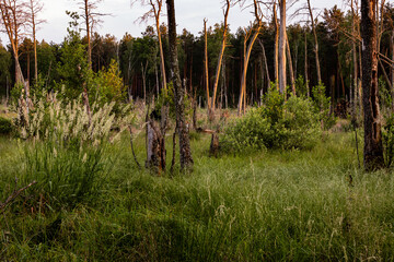 Dead tree trunks at swamp area and young tress next to. Hydrological conditions change, wetland, temperate climate. Evening sunlight. Sobibor Landscape Park, Poland, Europe.