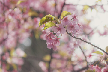 柔らかな春の日差しを浴びる河津桜