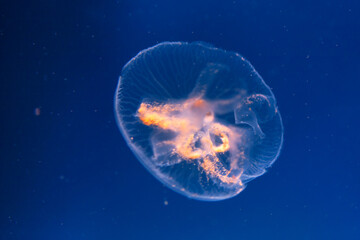Glowing jellyfish in the deep blue water