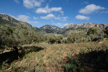 olivar de Pastoritx, Valldemossa, Mallorca, Balearic Islands, Spain