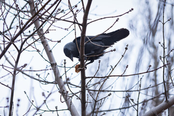 A jackdaw with a piece of bread perched on the top branch of a bare tree in early spring.