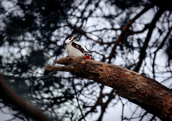 Specht auf Ast / woodpecker