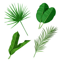 Tropical leaves set. Palm, banana and others leaves. Exotic foliage, nature botanical decorative collection. Vector illustration isolated on white background.