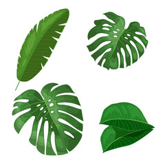 Tropical leaves set. Banana, monstera and others leaves. Exotic foliage, nature botanical decorative collection. Vector illustration isolated on white background.