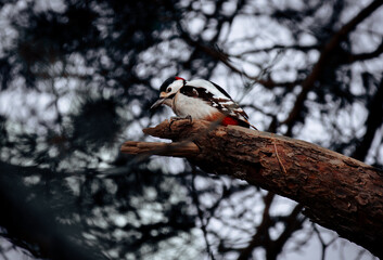 Specht auf Ast / woodpecker
