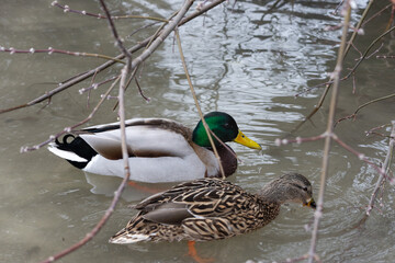 A pair of wild ducks: a drake and a female swim side by side in a pond on a cold spring day.