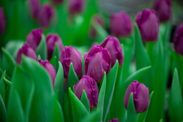 Obraz premium Violet tulips in the field. Spring blurred background, postcard. Mother's Day, Women's Day, holiday. Soft selective focus, defocus. Copy space.