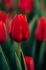 Naklejka premium Red tulips in the field. Spring background, postcard. Mother's Day, Women's Day, holiday. Soft selective focus, defocus. Vertical