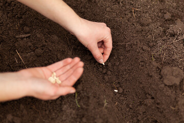 Spring sowing of seeds into the soil. Growing homemade vegetables.