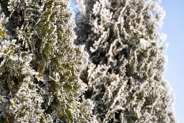 Green leaves of Thuja trees covered with frost with soft sunlight. Thuja twig with snow. Evergreen coniferous tree. A branch of a juniper tree in the snow. Winter background.