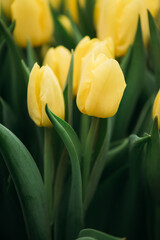 yellow tulips in the field. Spring background, postcard. Bouquet for Mother's Day, Women's Day, holiday. Soft selective focus, defocus. Vertical