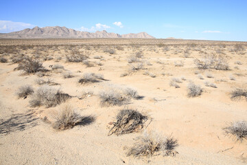 Fototapeta na wymiar Heart of Mojave desert in California, USA