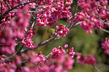 メジロと寒緋桜　ささやく　早春　（高知県　室戸広域公園）