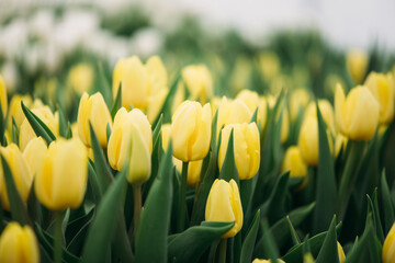 yellow tulips in the field. Spring background, postcard. Bouquet for Mother's Day, Women's Day, holiday. Soft selective focus, defocus. Copy space.
