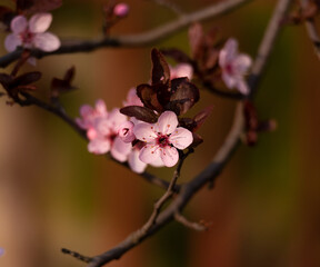 cherry blossom during spring