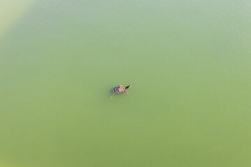 Fototapeta premium Baby turtle swims in green water in a pond