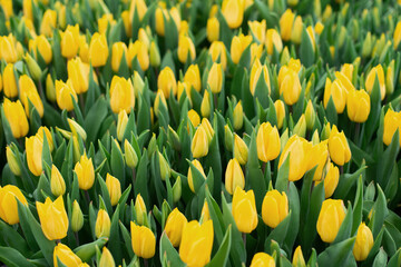 Group of yellow tulips in the field. Spring blurred background, postcard. Bouquet for Mother's Day, Women's Day, holiday. Soft selective focus, defocus. Copy space.