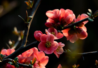 Obraz na płótnie Canvas pomegranate flower during spring
