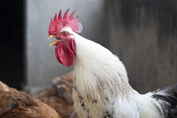 Fully grown adult white rooster crowing in the morning. Domestic pet kuroiler rooster crows