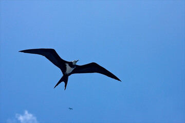 Ascension Frigatebird, Ascensionfregatvogel, Fregata aquila