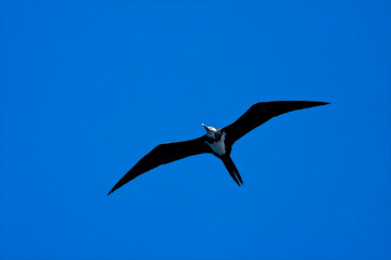 Ascension Frigatebird, Ascensionfregatvogel, Fregata aquila