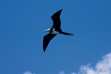 Ascension Frigatebird, Ascensionfregatvogel, Fregata aquila