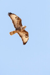 Steppebuizerd, Steppe Buzzard, Buteo buteo vulpinus