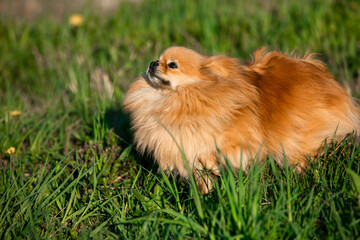 nice red Pomeranian spitz dog on the green grass