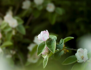 medlar flower